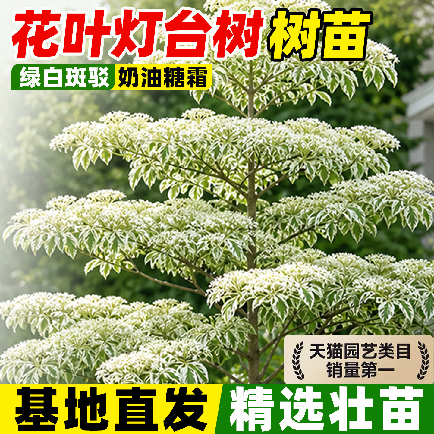 花叶灯台树苗银雪婚礼蛋糕树庭院