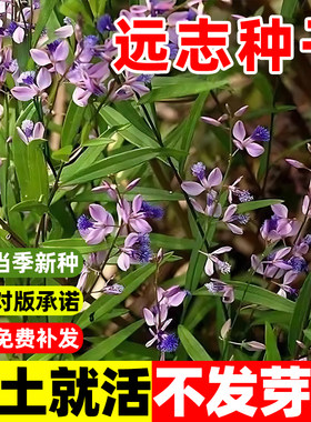 远志种子抽芯苗中药材非野