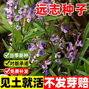 远志种子抽芯远志苗中药材非野生远志种籽特级500g克正品可做茶