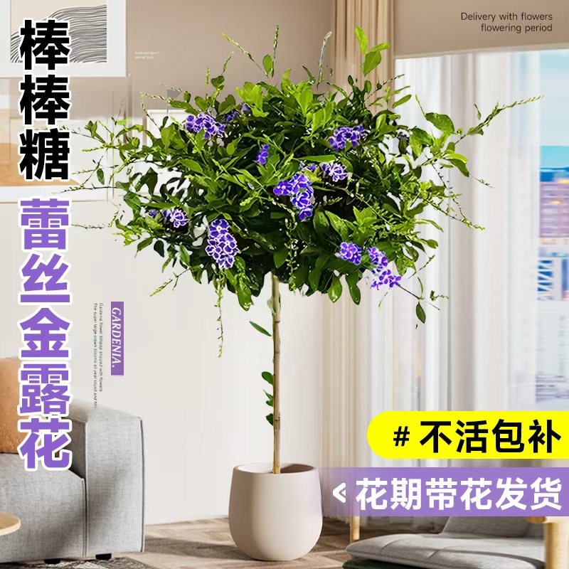 蕾丝金露花盆栽巧克力香棒棒糖四季种植带花苞白色假连翘耐热好养