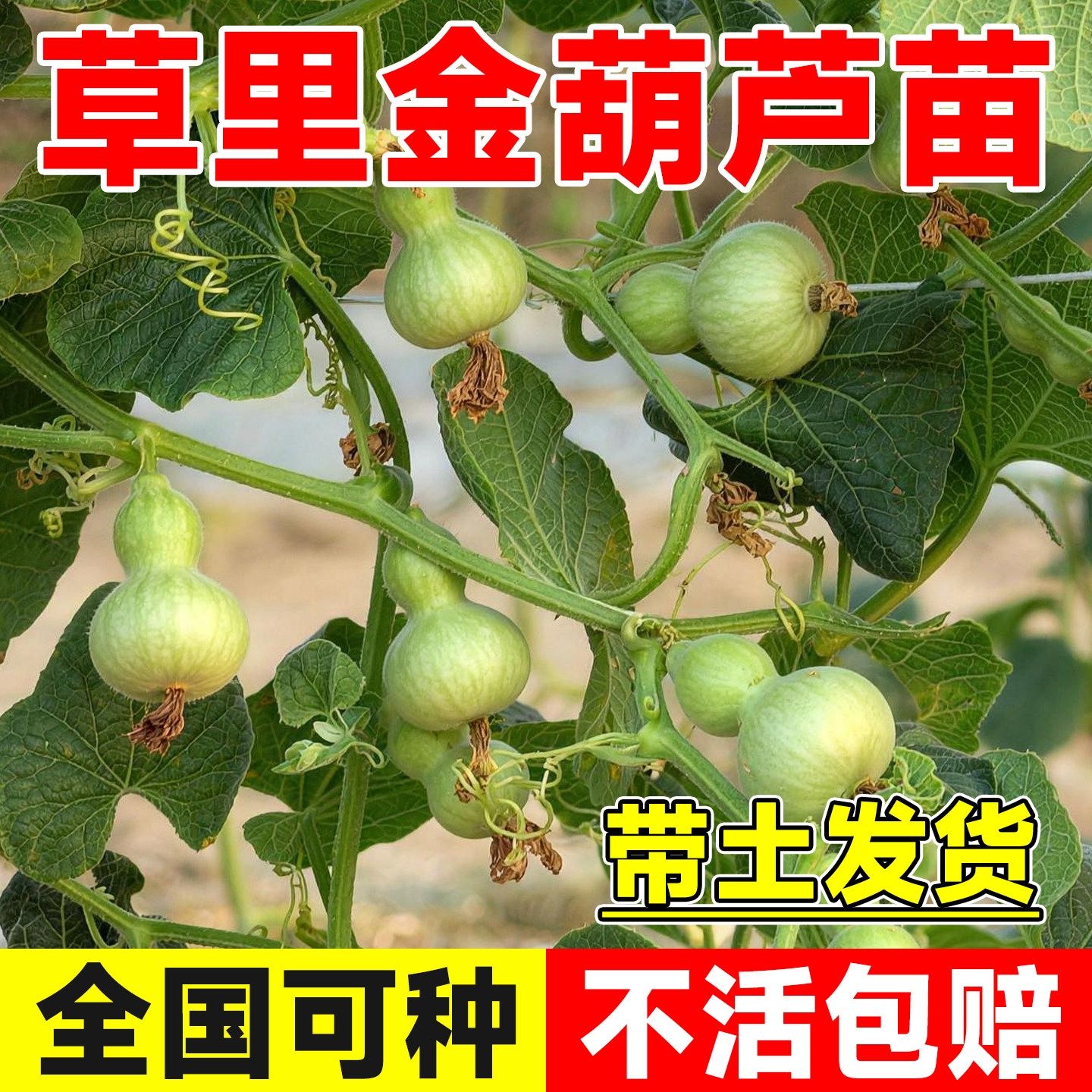 草里金葫芦种苗盆栽文玩葫芦观赏手串葫芦特小迷你草里金葫芦成品
