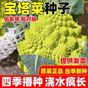 宝塔菜花椰菜蔬菜种子苗特色菜花花菜种孑四季籽种蔬菜种籽秧菜籽