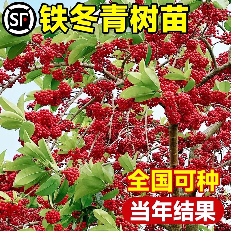 红果大叶铁冬青树苗白银木万紫千红树苗四季常绿行道庭院绿化观赏