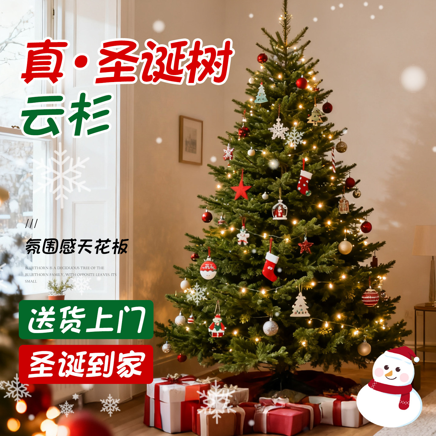 圣诞树真树客厅盆栽挪威云杉树