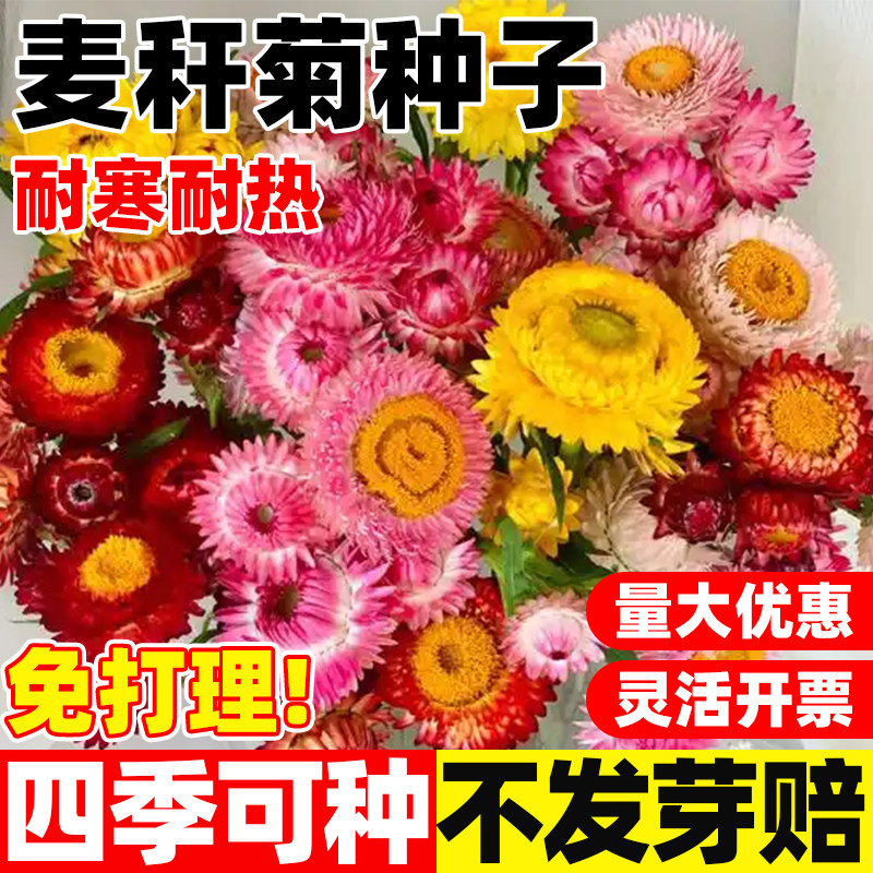 麦秆菊种子混色腊菊干花景观绿化盆栽花卉阳台园艺切花观花菊花籽