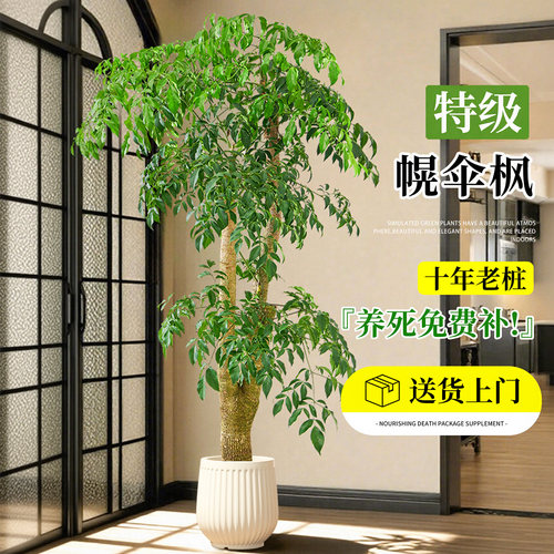 幌伞枫幸福树老桩原生室内客厅绿