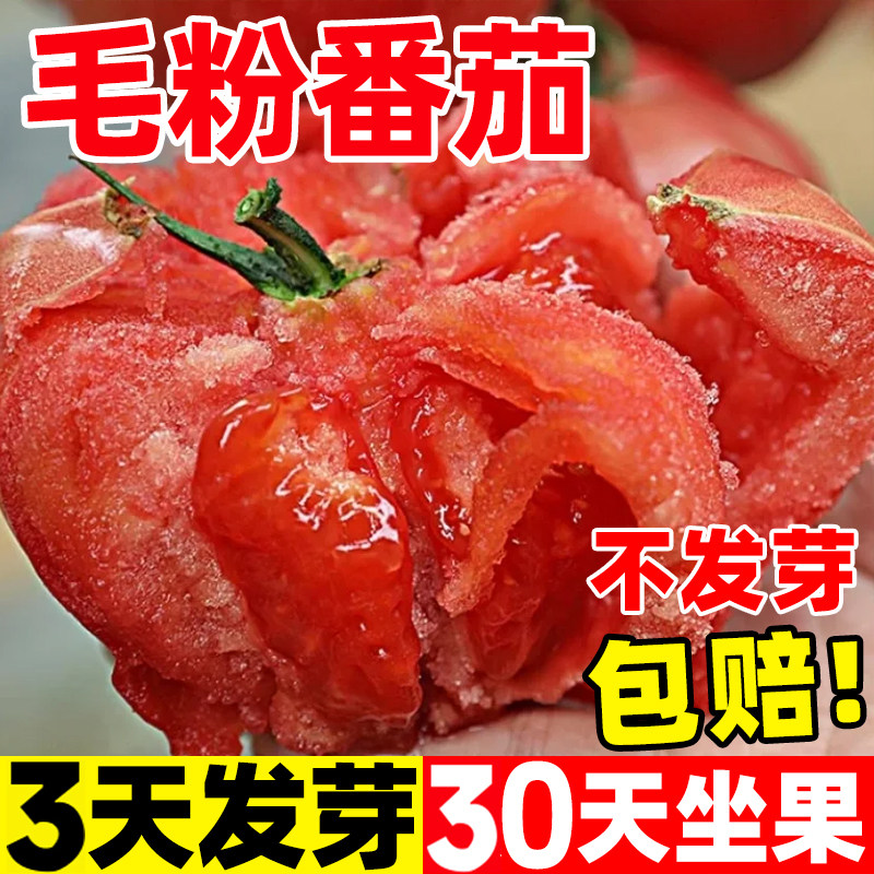 毛粉番茄种子易活沙瓤西红柿种籽