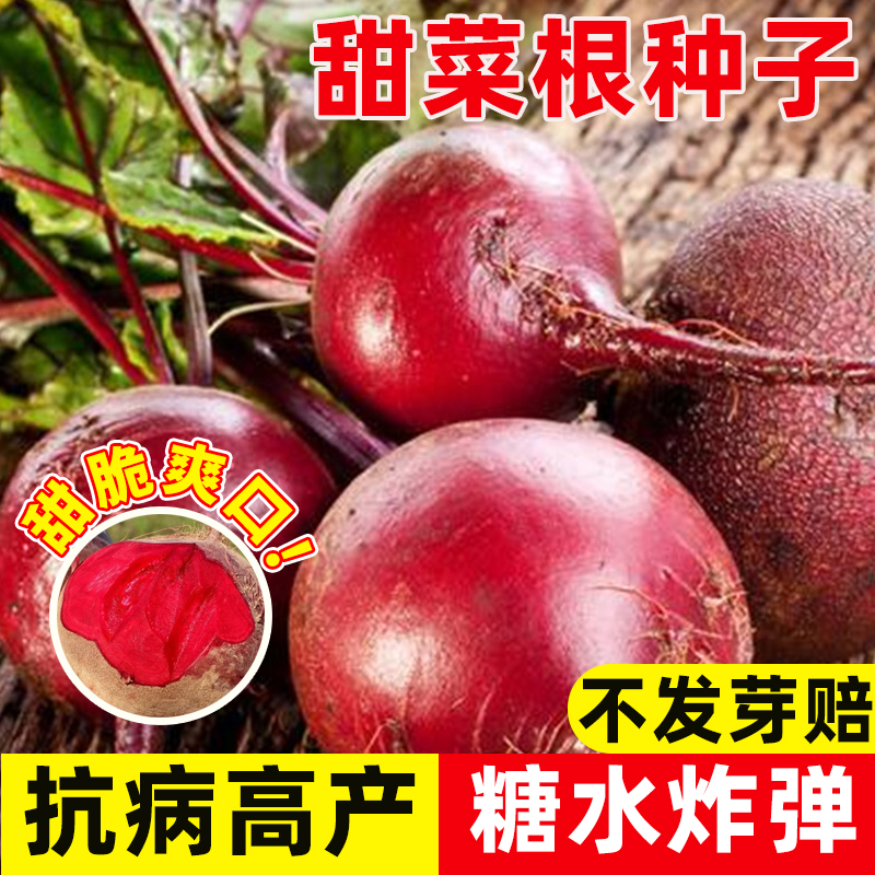 红甜菜紫菜头种子红菜头菜根种籽