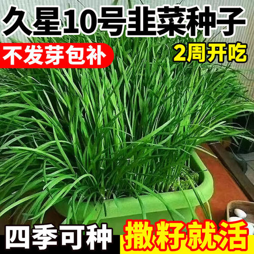 久星10号红根韭菜种籽四季