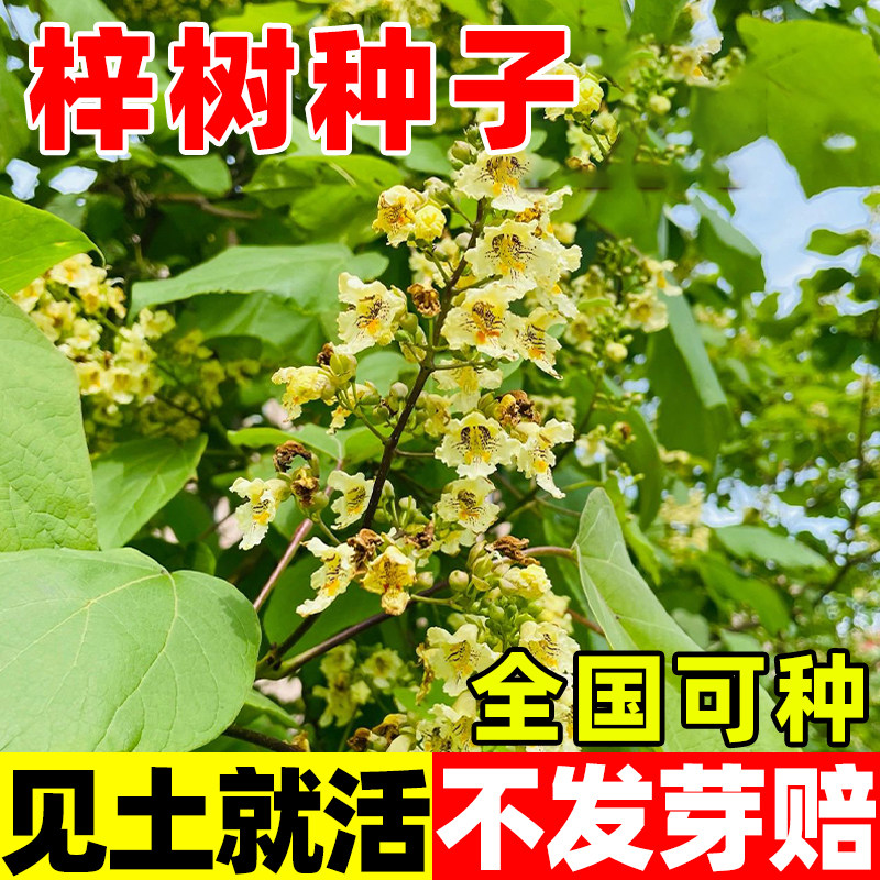 梓树种子花楸水桐河楸黄金树四季种植护坡庭院梓实梓白皮辛树种子 - 实物图