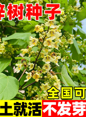梓树种子花楸水桐河黄金