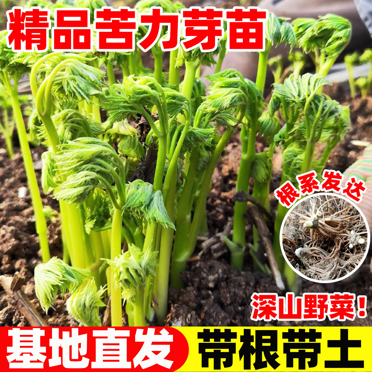 苦力芽大苗东北山野菜苦窿芽种植苗四季中草药植物盆栽苦老芽种苗