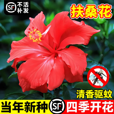 扶桑花种子重瓣大花朱槿牡丹芙蓉