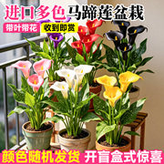 重瓣进口马蹄莲盆栽大苗四季循环