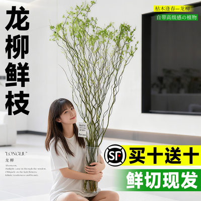 龙柳鲜枝水培植物水养绿植切花雪