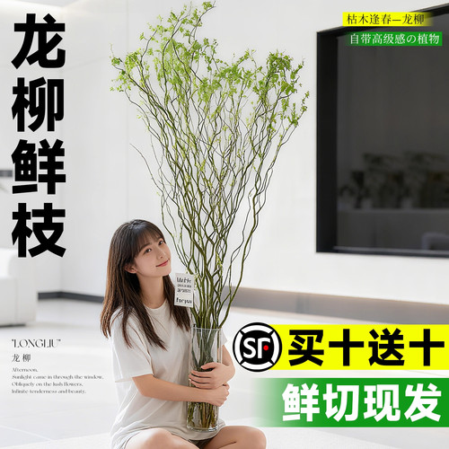龙柳鲜枝水培植物水养绿植切花雪