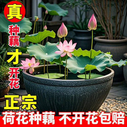 观赏荷花藕种盆栽水养莲花缸栽莲