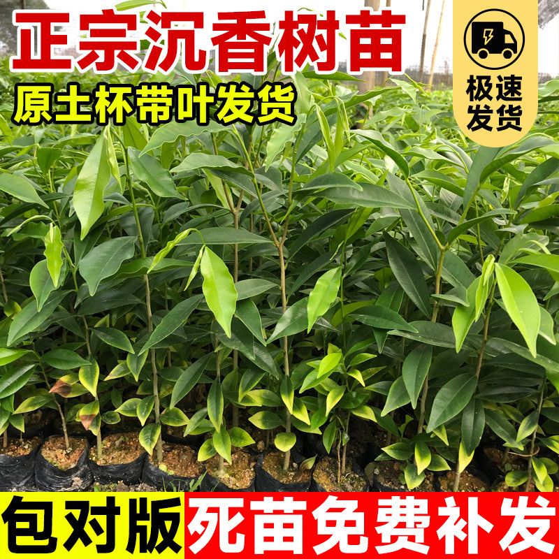 奇楠海南沉香树苗盆栽棋楠树苗真树苗木盆栽室外庭院十大名贵树苗