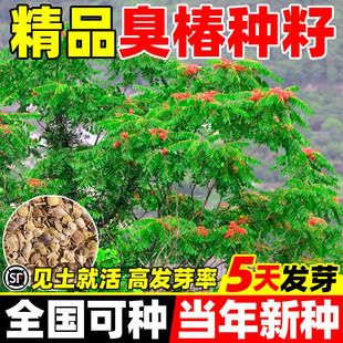 臭椿种子树林木种子臭椿种籽臭椿皮大果臭椿樗护坡灌木绿化造林籽