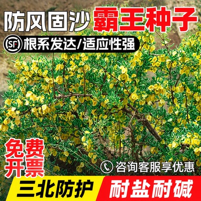 耐贫瘠盐碱沙地水土灌木三北防护