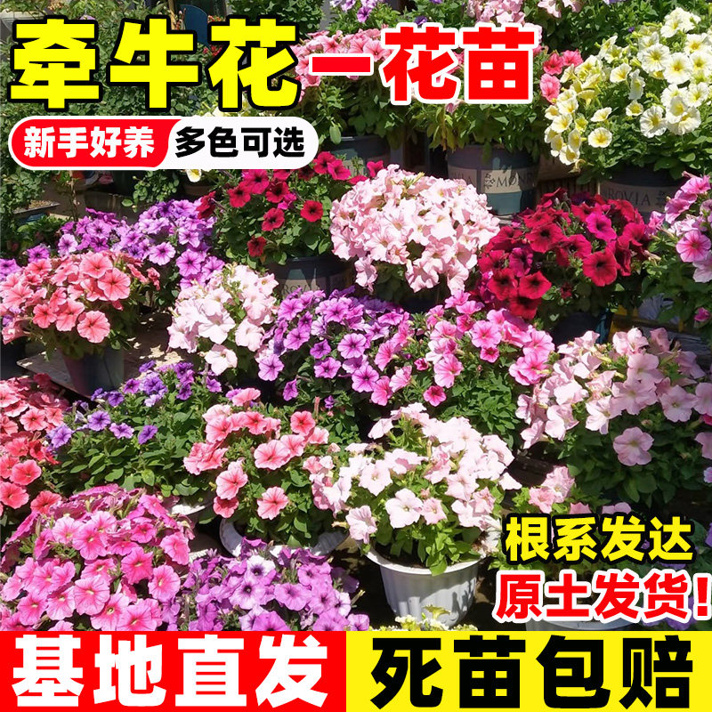 矮牵牛花苗盆栽带花苞阳台垂吊