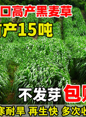 黑麦草子种种籽四季种植牧草耐寒高产喂猪牛羊鸡鹅鱼草牧草种子孑