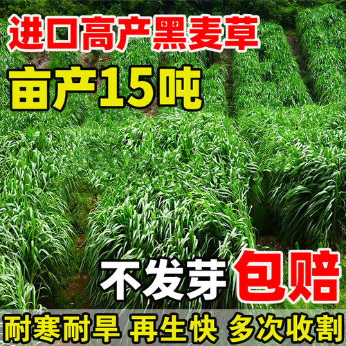 黑麦草种籽四季高产多年生牧草