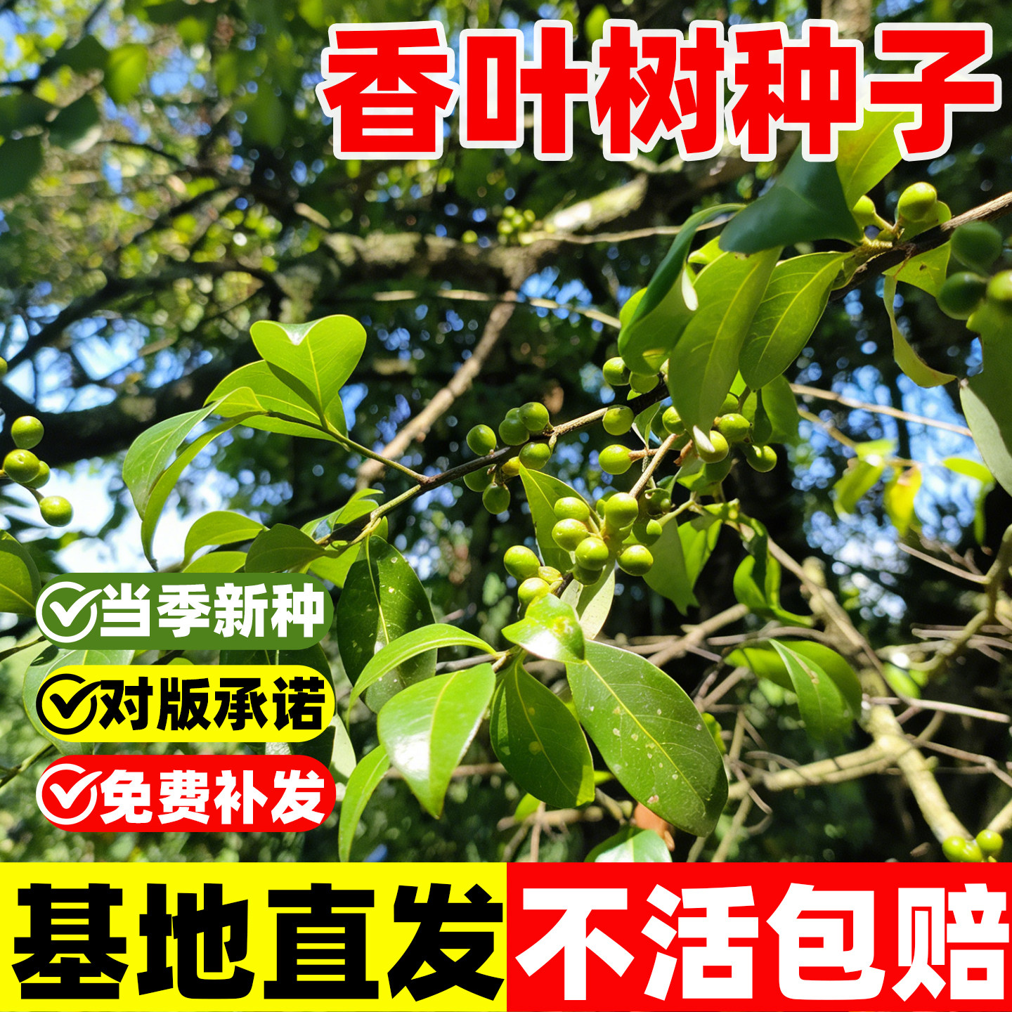 香叶树种子食用调料树种籽地中海月桂树庭院阳台林木种子四季种植