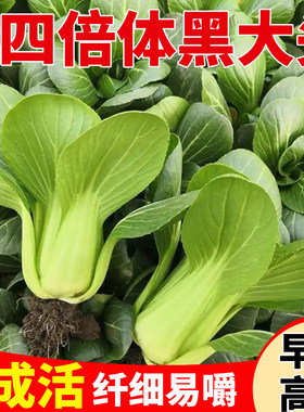 四倍体黑大头青菜种子苏州青上海