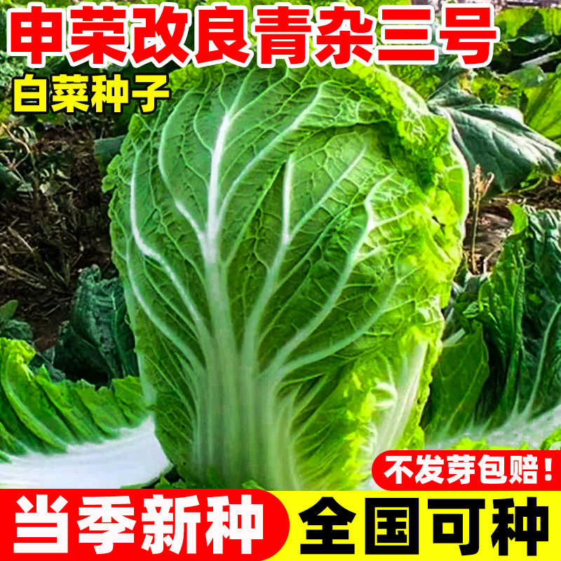 申荣改良青杂三号白菜种子