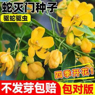 蛇灭门种子望江南种子庭院盆栽四季种植凤凰草驱虫奇花户外驱蛇草