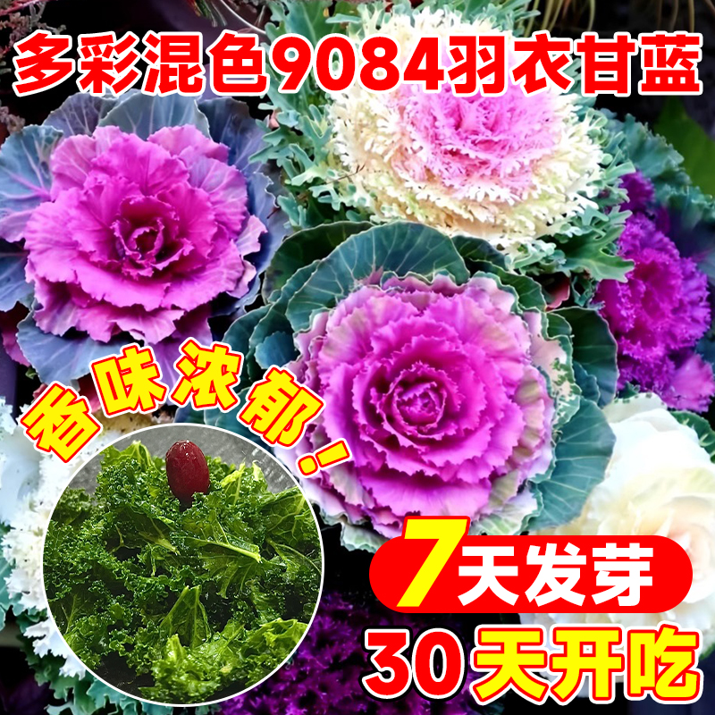 多彩混色9084羽衣甘蓝种子