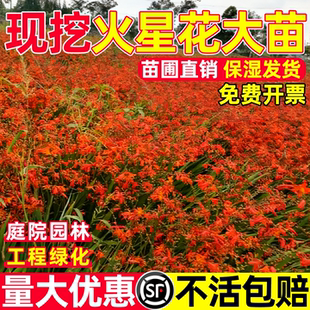 火星花苗盆栽多年生宿根耐热花雄黄兰火焰兰别墅花园庭院花境植物