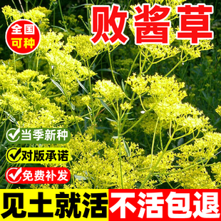 黄花败酱草种子南败酱草苦益菜 苣荬菜苦菜子苦菜苦麻菜种子