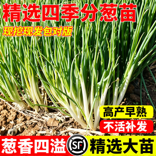 四季分葱苗速生根系发达葱香浓嫩