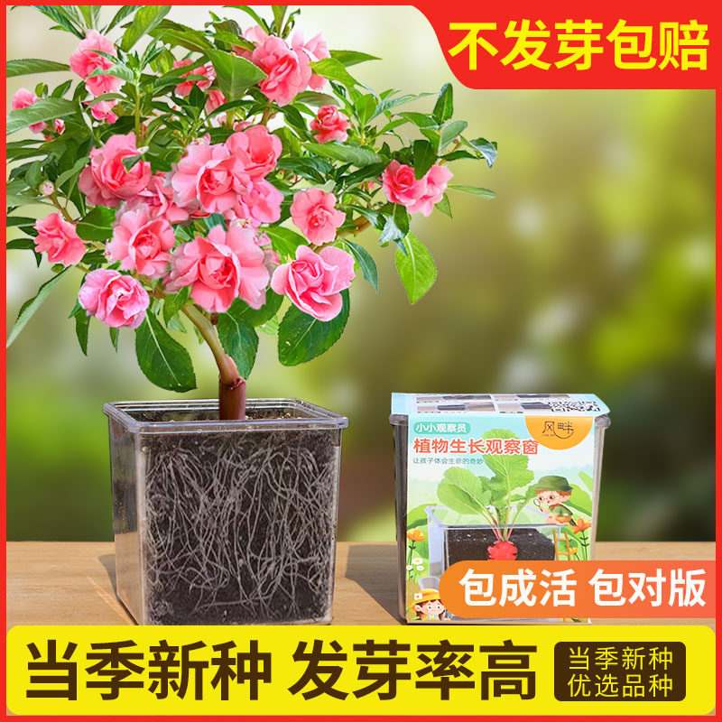 学生实验观察小盆栽凤仙花种子四季开花百日草太阳花种籽儿童种植