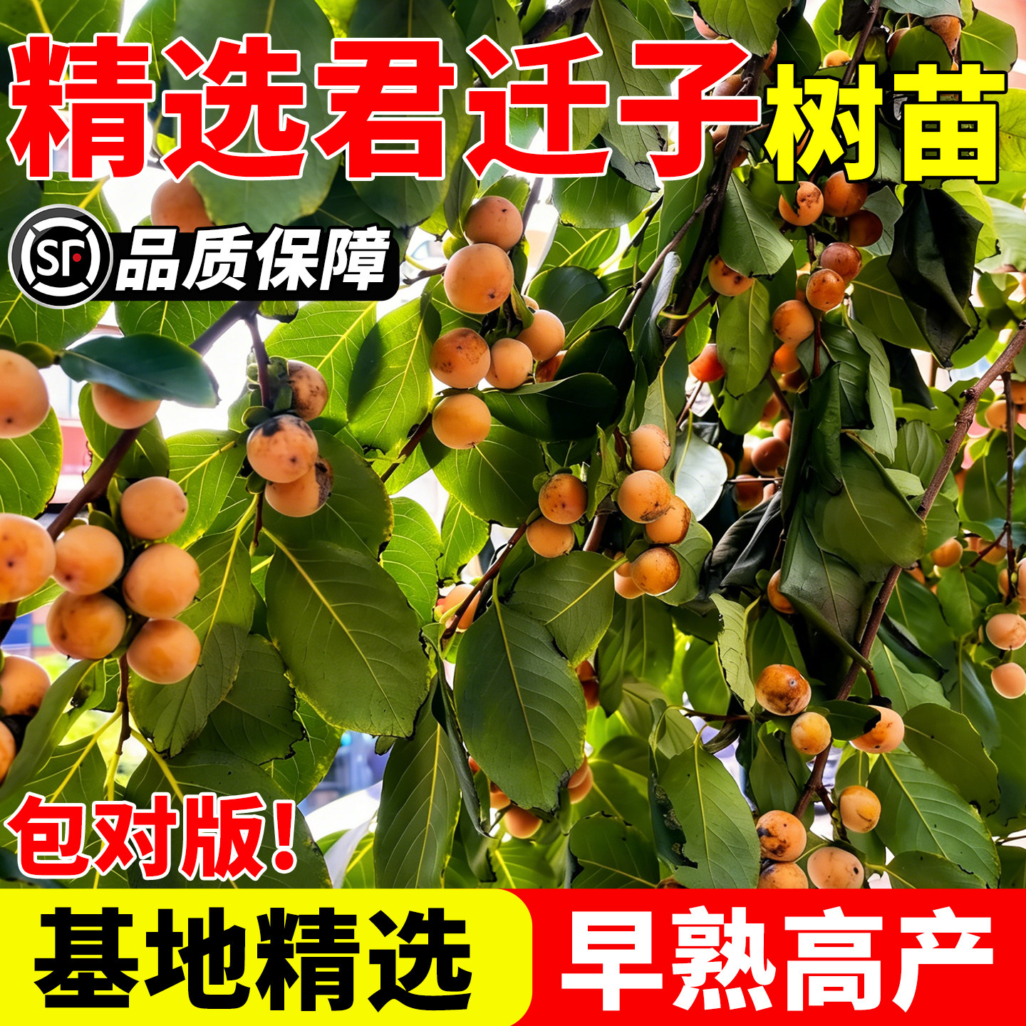 新品种君迁子软枣树苗无核黑枣苗