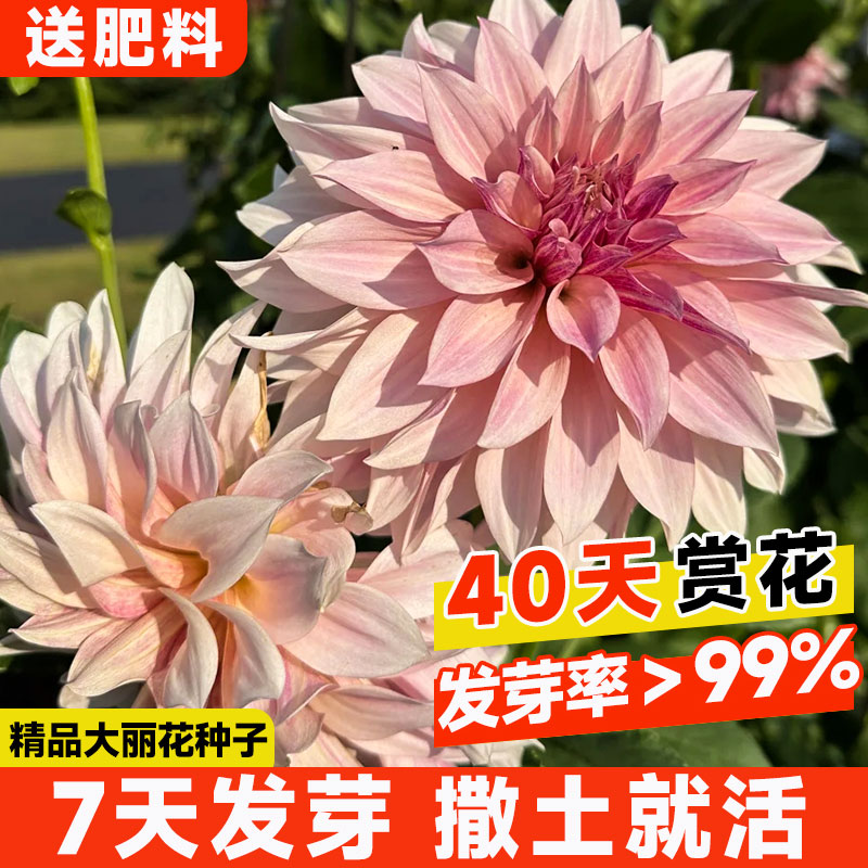 重瓣大丽花种子小丽花籽地瓜花多年生庭院室内外阳台盆栽四季播种