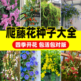 爬藤花种子金银花蓝雪花牵牛花种籽四季种易成活阳台庭院盆栽花苗