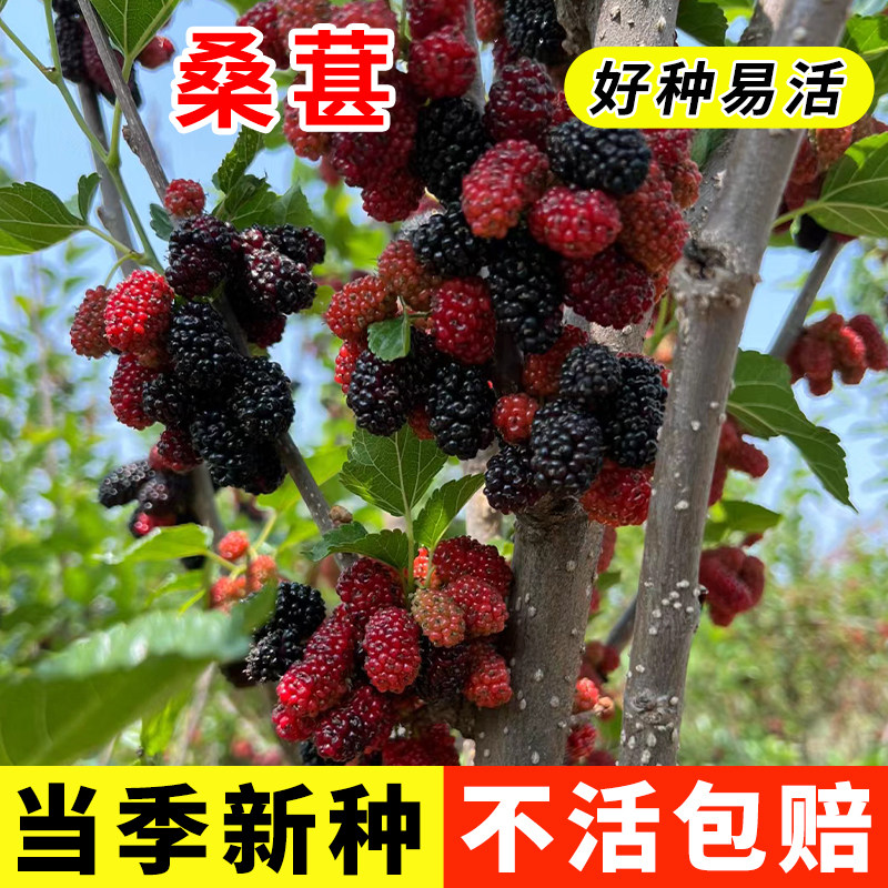 桑树种子桑葚树果四季种植易活大叶强桑弄桑高蛋白桑种籽可做饲料