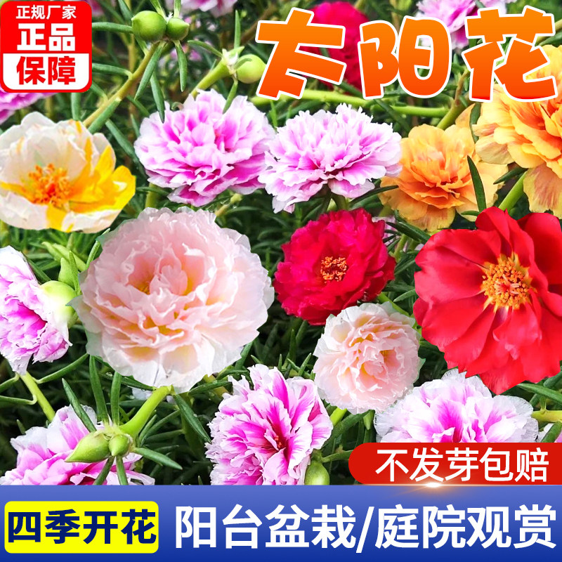 重瓣太阳花种子四季可种易活阳台室内花卉种庭院花园花种孑花种籽