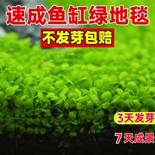 水草种子水草泥生态家用创意鱼缸玻璃瓶水培植物四季造景鱼缸小型