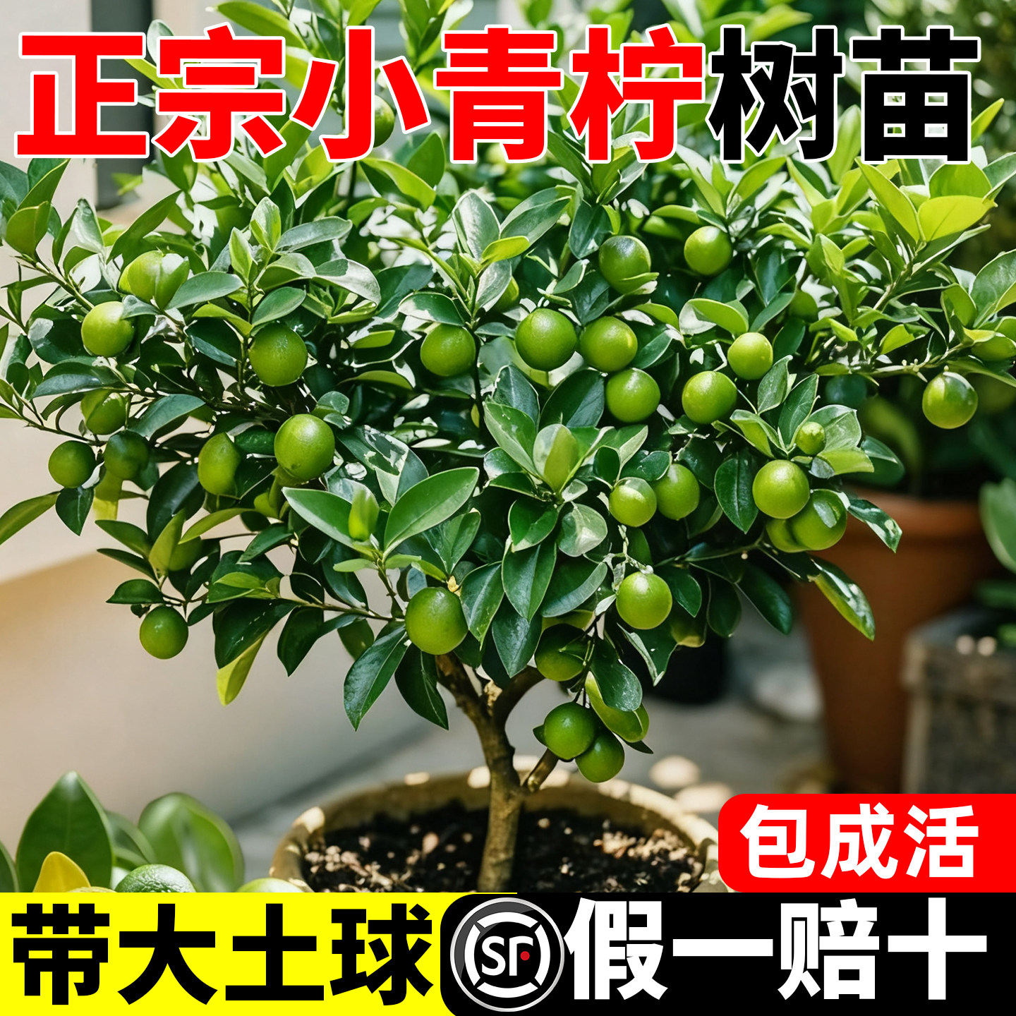 小青柠树苗海南小青桔盆栽金桔柠檬橘子树绿植室内阳台果树苗带果