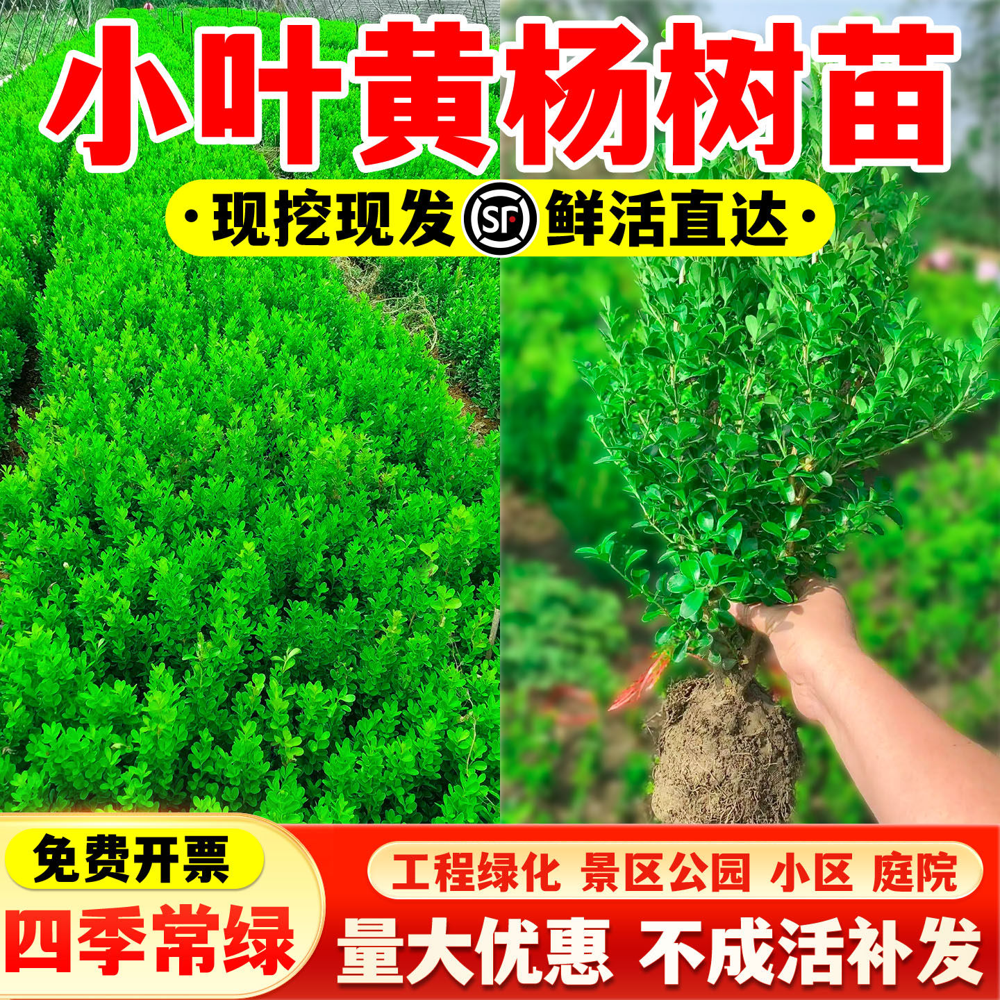 小叶黄杨树苗盆景瓜子黄杨球苗庭