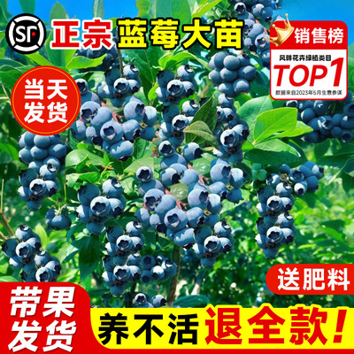 纯甜蓝莓树果苗带云南特大