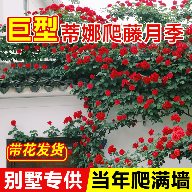 佛罗伦蒂娜1米6大苗蔷薇花苗四季