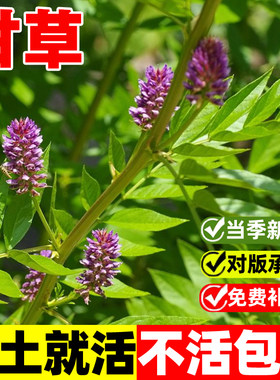 甘草种籽四季种植易成活中药材苗