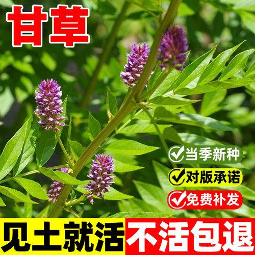 甘草种籽四季种植易成活中药材苗