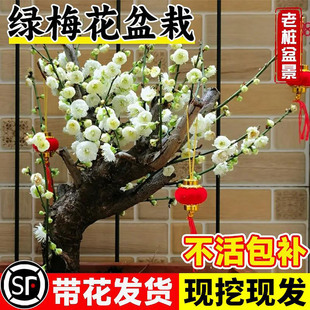 绿梅盆栽树苗室内外阳台盆景庭院地栽四季花卉绿植带花腊梅花老桩