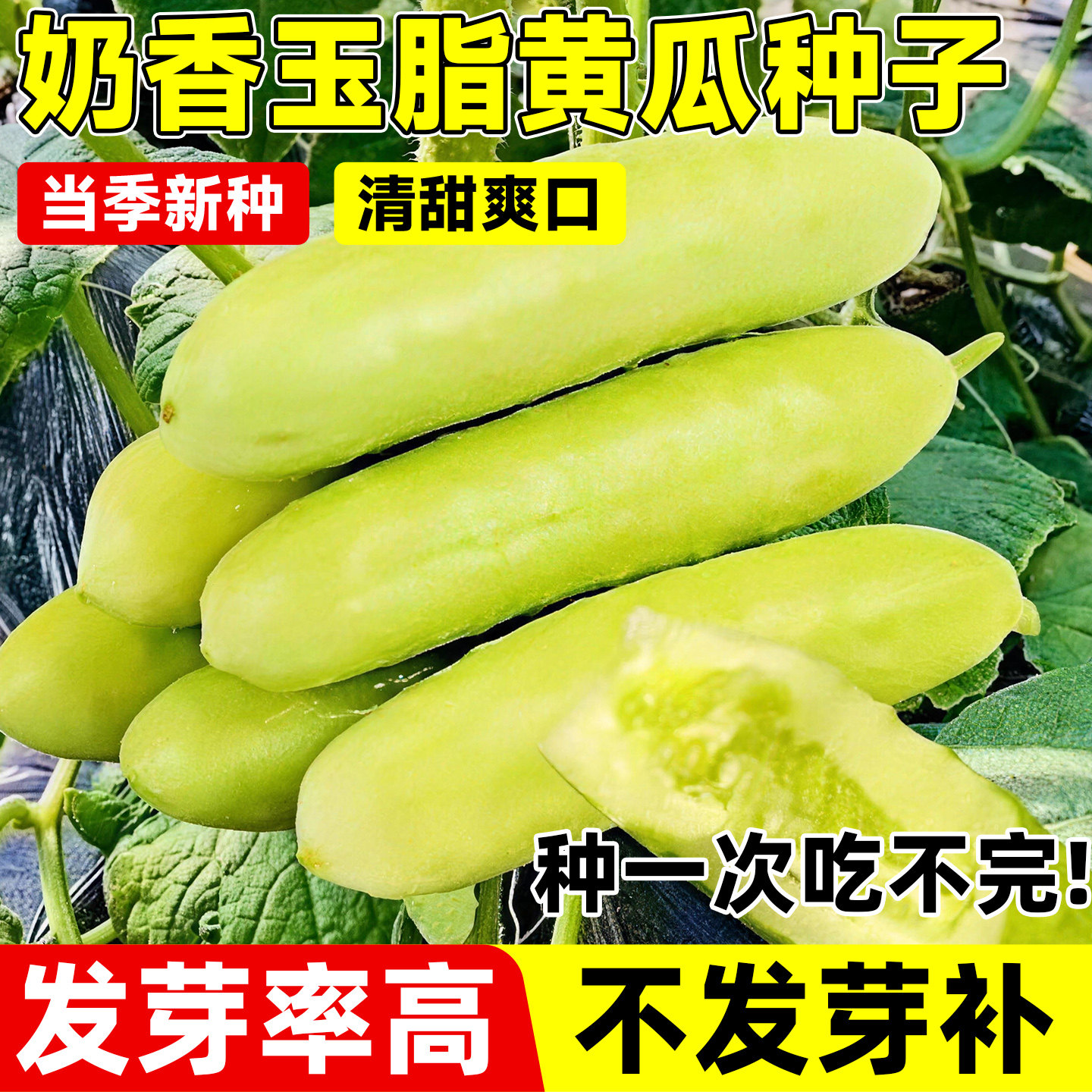 奶油水果黄瓜种子早熟多汁黄皮阳台盆栽四季高产玉脂黄瓜蔬菜种子